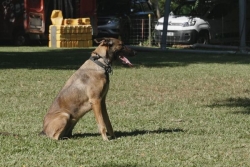 Les professionnels du monde canin à portée de clic grâce à un site internet calédonien