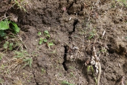 La Martinique désormais en alerte sécheresse, le niveau 2 après la vigilance
