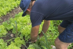 Agriculture : la Guadeloupe face au défi de la souveraineté alimentaire