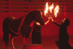 "Le Royaume de Thélot", une plongée au Moyen Âge avec l'association Atmos'fers et son spectacle équestre