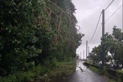 Chute d'arbre et risque d'éboulement : route fermée au PK 21,500 à Papenoo