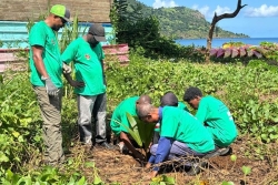 Une opération de reboisement entre jeunes de M'tsamboro et d'Acoua pour lutter contre les violences intervillageoises
