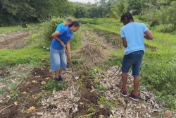 Des pommes de terre cultivées en Guadeloupe : 38 élèves relèvent le défi à l'INRAE