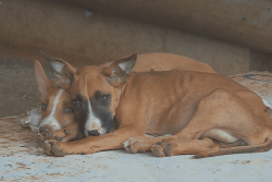 Regards croisés sur la problématique des chiens errants : « Les euthanasies de masse n'ont jamais marché »