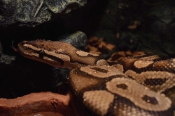 Python royal aperçu à Saint-François : pourquoi la présence de serpents inquiète en Guadeloupe ?