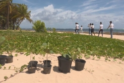 Lutte contre l’érosion des plages : des collégiens reverdissent un site à Moule