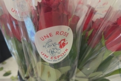 15 000 roses pour lutter contre le cancer 