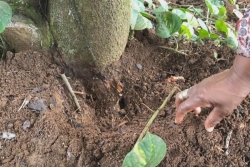 En Guadeloupe, une expérimentation est menée pour lutter contre la fourmi manioc, ravageur des cultures