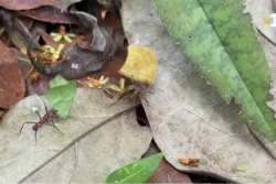 Fourmi manioc : l’aboutissement d’un programme scientifique pour affamer ce ravageur des cultures