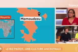 À Mayotte, le riz Paddy est une culture ancestrale