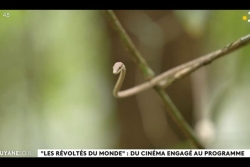 Les Révoltés du Monde : un documentaire guyanais ouvre le festival engagé à Cayenne
