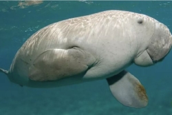 "Ce ne sont pas que des légendes", sur la piste des dugongs, mammifères en danger d'extinction devenues des figures mythiques du lagon mahorais