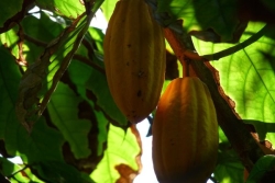 VIDEO. Cacao calédonien : une filière qui tend à se développer