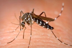 Faut-il craindre une épidémie de dengue dans le Pacifique ?