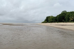 Braconnage d'ibis rouges au Suriname, les quatre habitants d'Awala-Yalimapo libérés et de retour