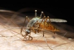 Chikungunya en Guyane : la circulation du virus s’intensifie et s’étend sur le territoire