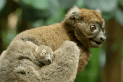 Naissance "rarissime" d'un grand hapalémur, "le petit panda de Madagascar", au zoo de Besançon, une espère en danger critique d'extinction