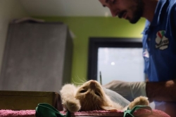 Mission Mafate : stériliser les chats pour sauver les pétrels
