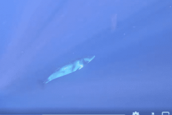 Un petit rorqual nain observé au large de Boucan Canot