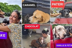Six chiens quittent Tahiti pour une nouvelle vie en Italie