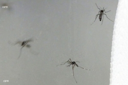 Dengue : l’épidémie ralentit à Futuna mais progresse à Wallis