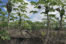 À Apatou, un projet agricole à l'ambition de nourrir toute la Guyane 