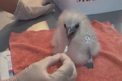 Le poussin paille-en-queue retrouvé dans une grue se remplume à la SEOR