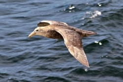 Un premier cas de grippe aviaire H5 détecté en Australie