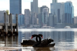 L’Australie en alerte après ses premiers cas de grippe aviaire H5 chez des oiseaux sauvages