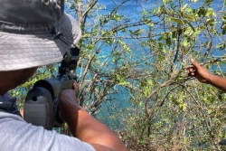 Opération de régulation à Schoelcher : La chasse à l'iguane rayé est lancée