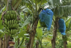 Chlordécone : suivez le grand colloque scientifique « Comprendre & agir » depuis l’Université des Antilles