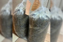 Narcotrafic : la 35e mule de l'année interceptée à Gillot avec 18 kg de cannabis