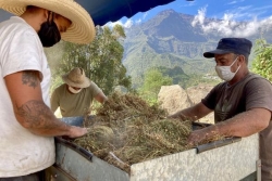 Sécheresse à Cilaos : la pire crise depuis 50 ans menace la lentille