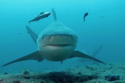 L'appel à la vigilance renforcée du Centre sécurité requin