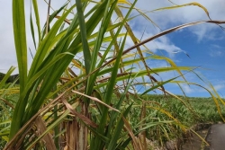 La campagne sucrière débute le 13 juillet dans le Sud et l'Ouest, pas encore de date pour le Nord et l'Est