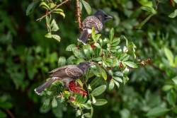 Petit oiseau mais gros dégâts : la chasse au Bulbul est ouverte en Nouvelle-Calédonie 