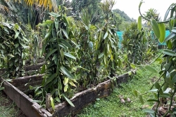 L'association Provaé présente les orientations de développement de la filière vanille en Martinique