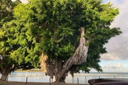 La mairie de Nouméa dans l'obligation d'abattre un banian emblématique de la baie des Citrons