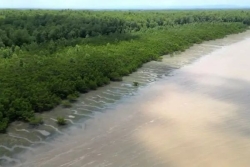 Chaleur, manque d'oxygène, salinité : comment le réchauffement climatique fragilise les estuaires et menace les jeunes poissons et la pêche en Guyane