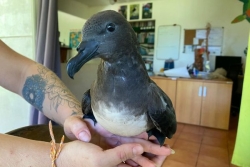 L'oiseau à un million de francs : l'insoutenable coût de la survie de l'avifaune polynésienne