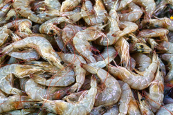 Acoupa et crevettes en danger : en Guyane, le réchauffement des estuaires menace directement leur survie d'ici 2050