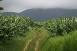 "Nous sommes des Français entièrement à part au lieu d'être des Français à part entière" : comment l'empoisonnement massif des Martiniquais et des Guadeloupéens au chlordécone a-t-il été possible ?