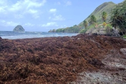 VIDEO. Crise des sargasses en Martinique : Les riverains attaquent l'État en justice
