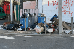"Ils viennent jusque dans nos cours pour manger dans les poubelles", les habitants d'Hamjago inquiets de la prolifération des chiens errants