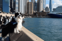 À Sydney, des chiens de berger patrouillent pour éloigner les mouettes à plusieurs endroits de la ville