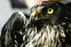 Life Overseas, le programme européen pour sauver les espèces d’oiseaux menacées dans les Outre-mer