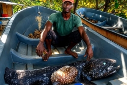Comores : un pêcheur d'Anjouan, sans le vouloir, remonte un cœlacanthe