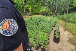 Opération Matai rorofai : plus de 1 600 pieds de paka détruits, 23 g d'ice et 6,6 millions cfp saisis par la gendarmerie