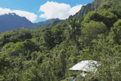 Au plateau de Tamanu, les cueilleurs nettoient d'abord le site avant la collecte des oranges demain