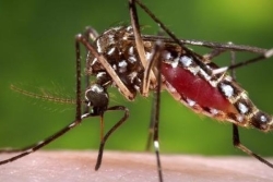 Chikungunya : les personnes âgées et les non-scolarisés les plus touchés, selon une étude de l'ARS Mayotte